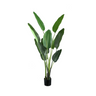 Strelitzia műnövény